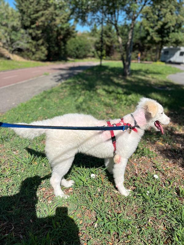 COCO BELLISSIMO CUCCIOLO MAREMMANO Foto 4